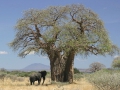 Le baobab africain : un arbre mythique...