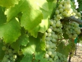 Le cépage Viognier... Le cépage Viognier...