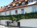 Les vieilles vignes Les vieilles vignes