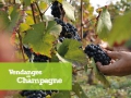 Champagne : vivre les vendanges...