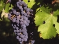 Le cabernet sauvignon... Le cabernet sauvignon...