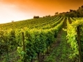 La route des vins d'Alsace...