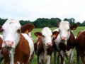 Le fermier et ses vaches... Le fermier et ses vaches...