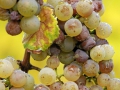 Grand cru d'Alsace... Grand cru d'Alsace...