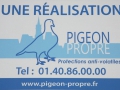 Pigeon propre Pigeon propre