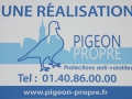 Pigeon propre