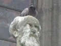 La cathédrale d'Amiens lutte contre les pigeons...