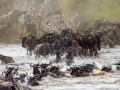 Le parc du Serengeti en Tanzanie, la beauté à l'état sauvage... Le parc du Serengeti en Tanzanie, la beauté à l'état sauvage...
