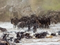 Le parc du Serengeti en Tanzanie, la beauté à l'état sauvage...