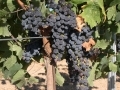 Le merlot... Le merlot...