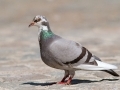 Le pigeon... Le pigeon...