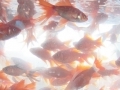 Poissons rouges... Poissons rouges...