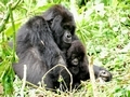 Histoire extraordinaire : Dian Fossey assassinée pour sa défense des gorilles... Histoire extraordinaire : Dian Fossey assassinée pour sa défense des gorilles...