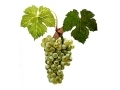Le viognier... Le viognier...