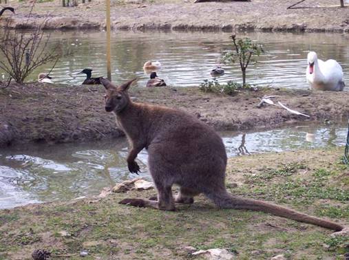 les kangourous sur l'Ile australienne