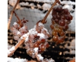 Le vin de glace... Le vin de glace...