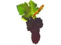 Le cépage Syrah... Le cépage Syrah...
