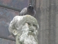 Pigeons : éviter leurs nuisances... Pigeons : éviter leurs nuisances...