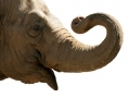 L'éléphant... L'éléphant...