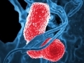 Les bactéries pathogènes...