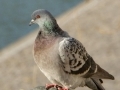 Le pigeon biset, mal aimé des citadins ?...