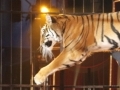 Tigre errant dans Paris : le directeur du cirque s'explique... Tigre errant dans Paris : le directeur du cirque s'explique...