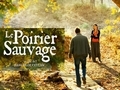 Le poirier sauvage...