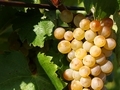 Le cépage furmint... Le cépage furmint...