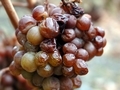 L'histoire des vins liquoreux... L'histoire des vins liquoreux...