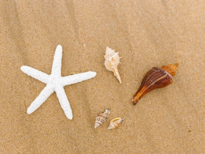 Coquillages, sable, galets, bois flotté... On ne peut pas tout ramasser sur les plages