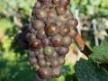Pinot-gris d'Alsace...