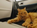 Honda lance une technologie miaou-gistrale pour les amoureux...